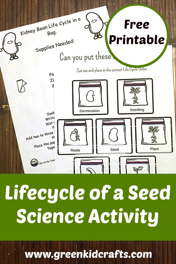 Seed Lifecycle Science Activity Seed lifecycle activity with printable.